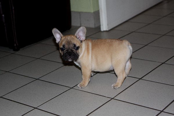 Publication : Du Harem De Chester Auteur : DELOEIL Samuel