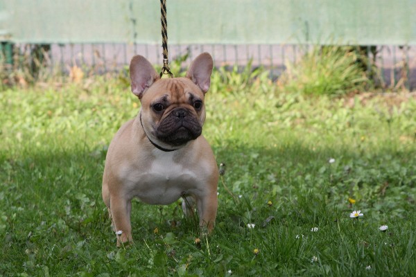 Publication : Du Harem De Chester Auteur : DELOEIL Samuel