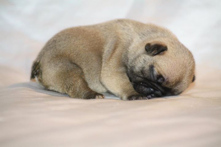 Publication : Du Harem De Chester Auteur : DELOEIL Samuel