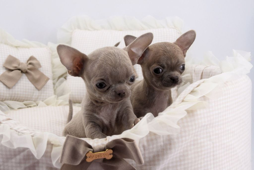 O'sborg Of Love - Chiot disponible  - Chihuahua