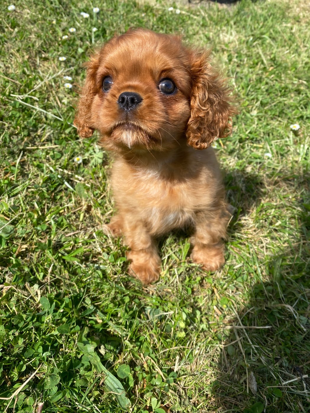 Cavalier King Charles Spaniel - O'sborg Of Love