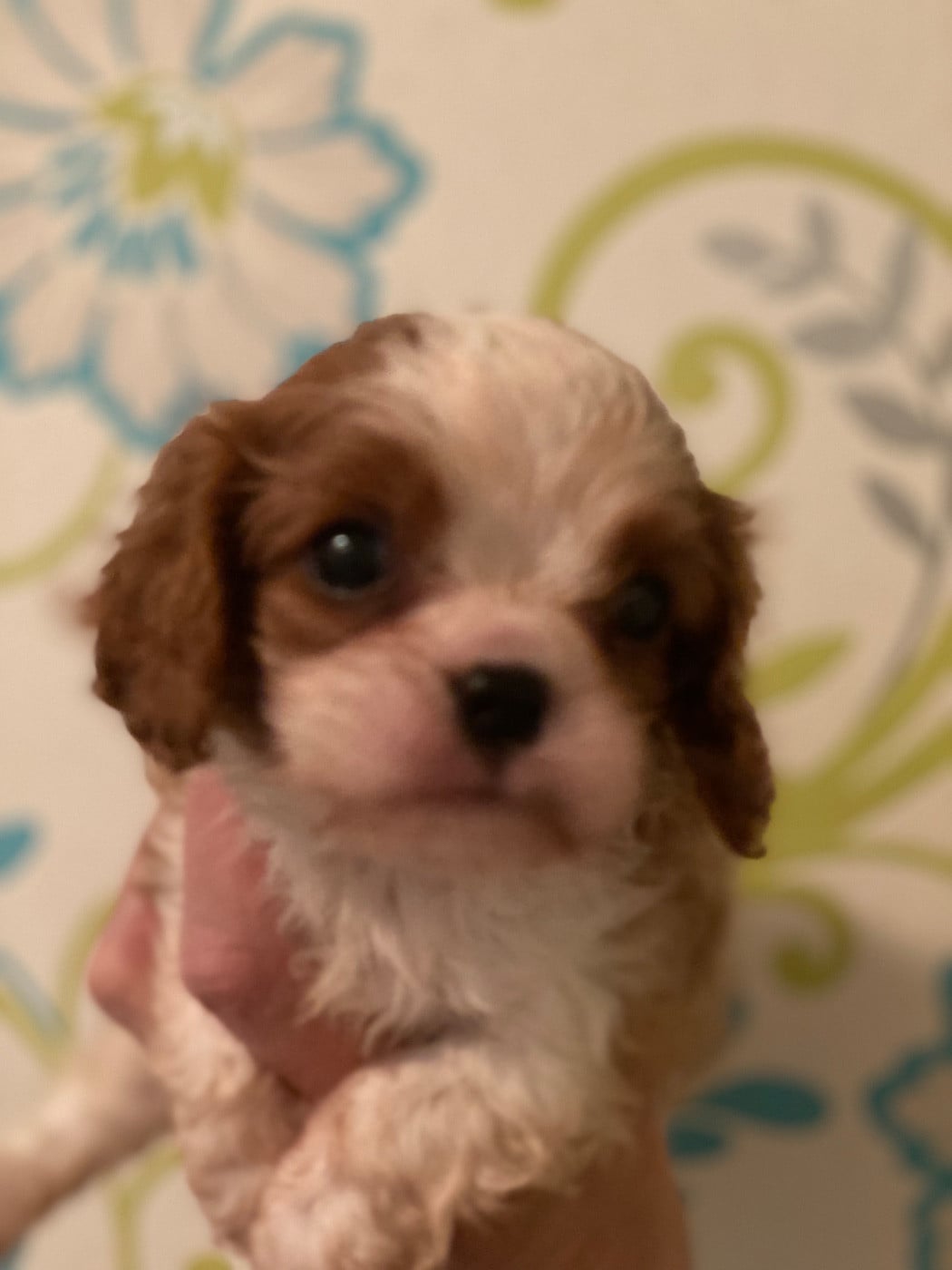 Cavalier King Charles Spaniel - O'sborg Of Love