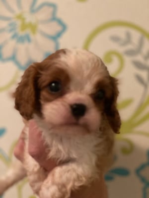 Les chiots de Cavalier King Charles Spaniel