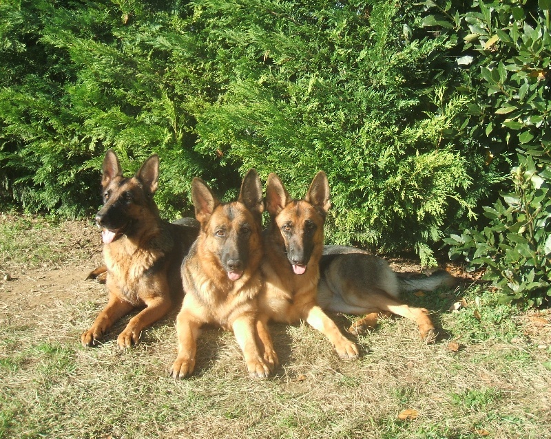 Publication : Du Mas Du Meysonial