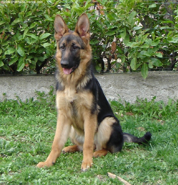 Publication : Du Mas Du Meysonial