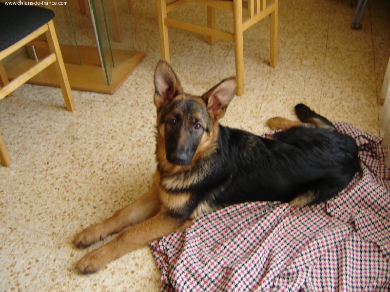 Publication : Du Mas Du Meysonial