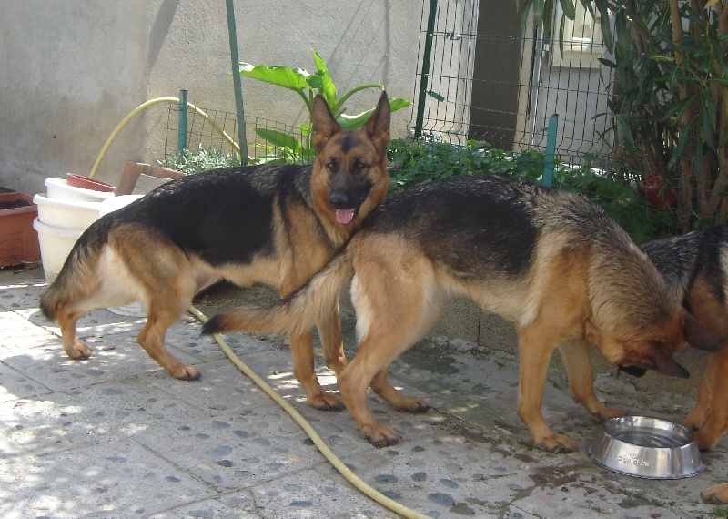 Publication : Du Mas Du Meysonial