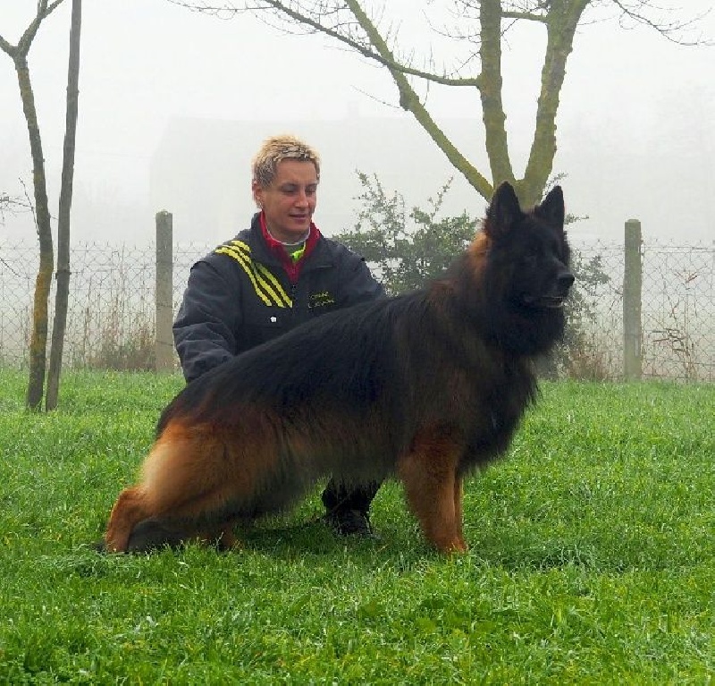 Chiot Berger Allemand Poil Long Mayla Femelle Disponible En Auvergne Rhone Alpes 26 Drome Toutes Les Portees Les Chiots De Race Les Eleveurs Et Chiens De Race Sont Sur Chiens De France Com