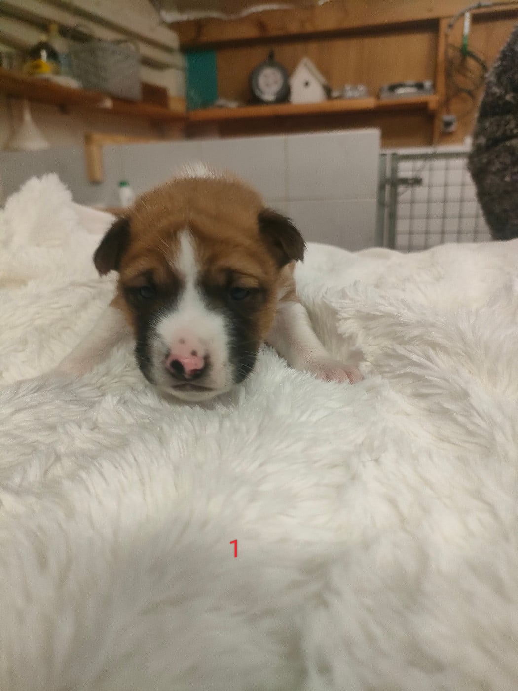 Basenji - Du Clos Des Dolls