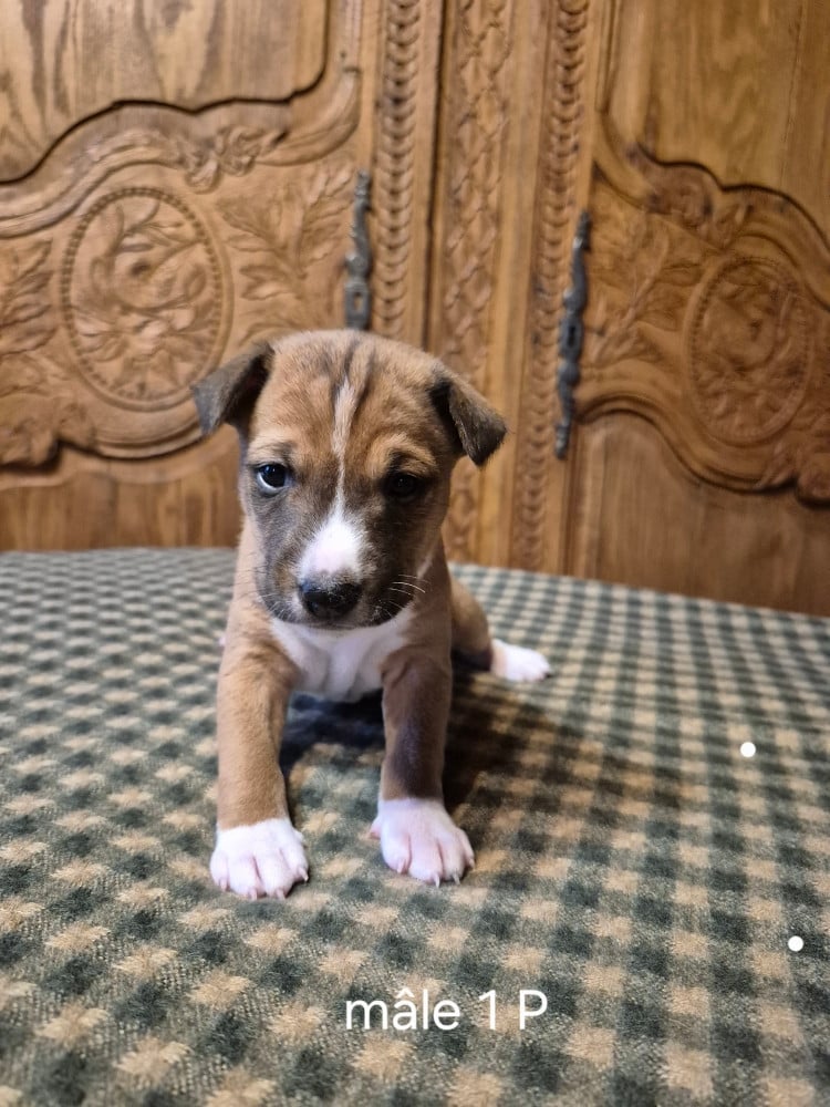 Basenji - Du Clos Des Dolls