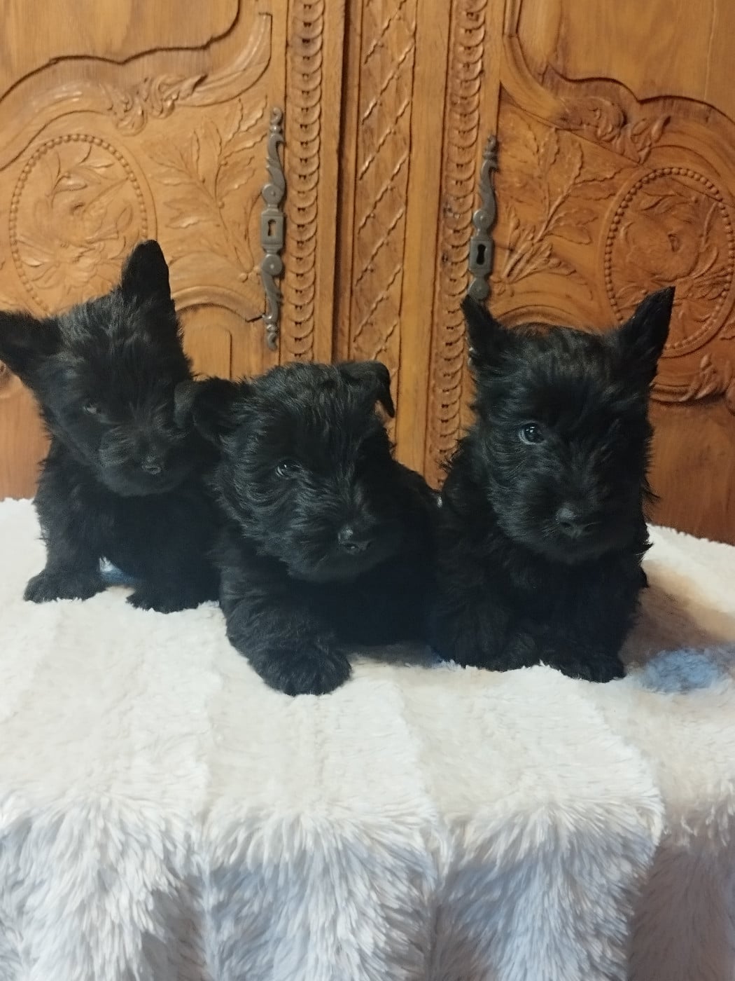 Scottish Terrier - Du Clos Des Dolls