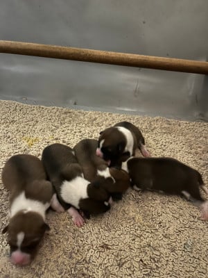 Les chiots de Basenji