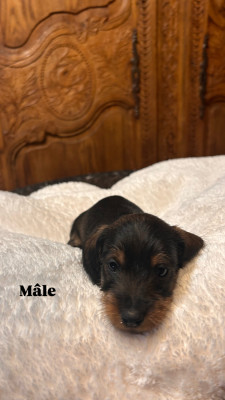 Les chiots de Teckel poil dur