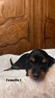 Les chiots de Teckel poil dur