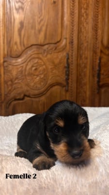 Les chiots de Teckel poil dur