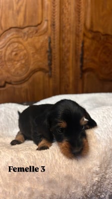 Les chiots de Teckel poil dur