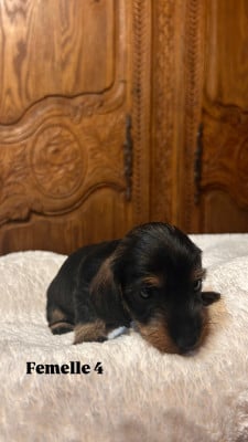 Les chiots de Teckel poil dur