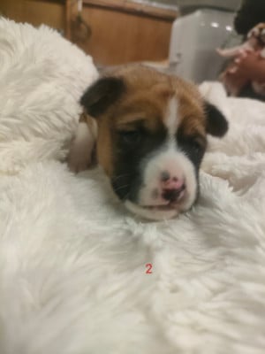 Les chiots de Basenji