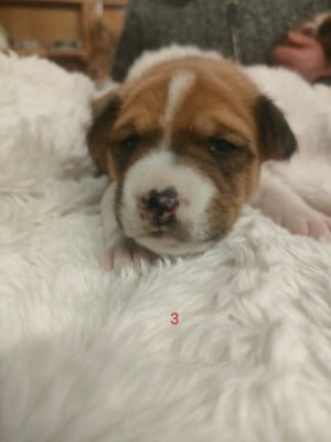 Les chiots de Basenji