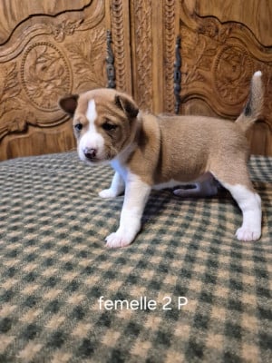 CHIOT 2 - Basenji