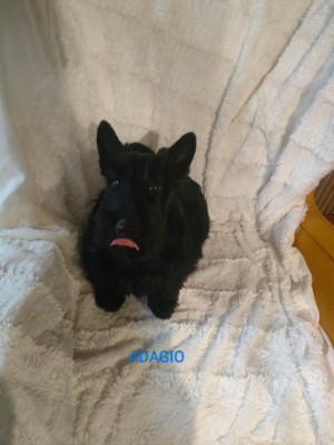 Les chiots de Scottish Terrier