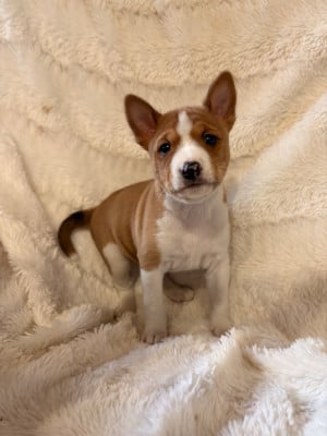 Les chiots de Basenji