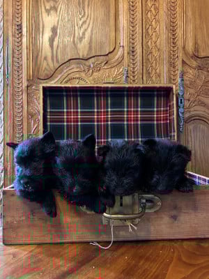 Les chiots de Scottish Terrier