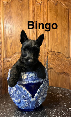Les chiots de Scottish Terrier