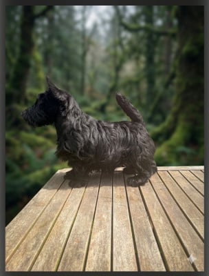 Les chiots de Scottish Terrier