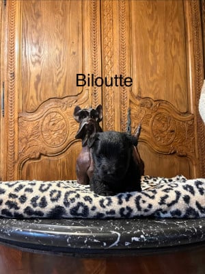 Les chiots de Scottish Terrier