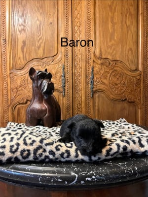 Les chiots de Scottish Terrier