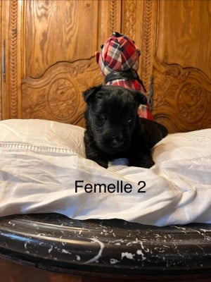 Les chiots de Scottish Terrier