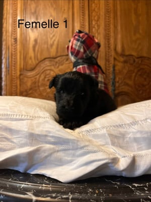 Les chiots de Scottish Terrier