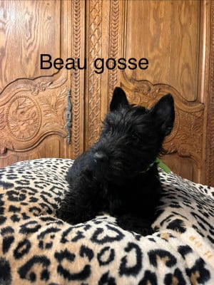 Les chiots de Scottish Terrier