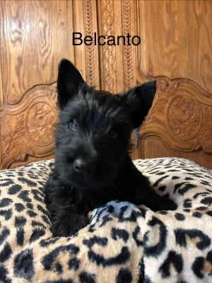 Les chiots de Scottish Terrier