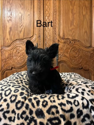 Les chiots de Scottish Terrier