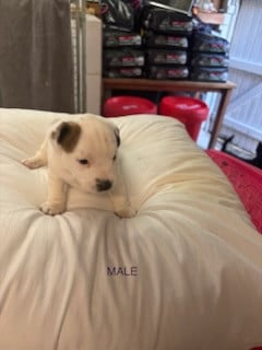 Les chiots de Jack Russell Terrier