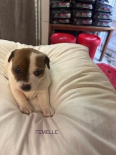 Les chiots de Jack Russell Terrier