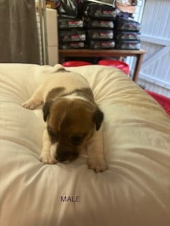 Les chiots de Jack Russell Terrier