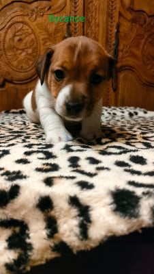 Les chiots de Jack Russell Terrier