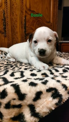 Les chiots de Jack Russell Terrier