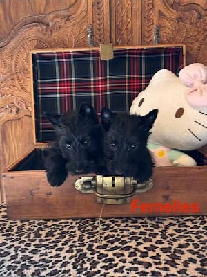Les chiots de Scottish Terrier
