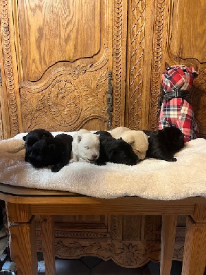 Les chiots de Scottish Terrier