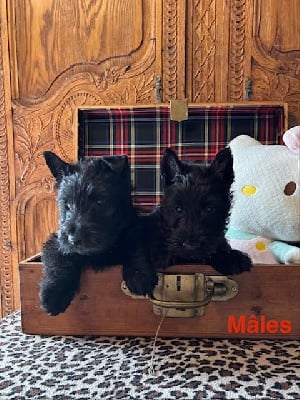 Les chiots de Scottish Terrier