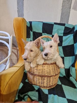 Les chiots de Scottish Terrier