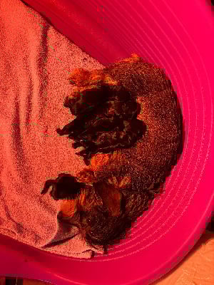 Les chiots de Teckel poil dur