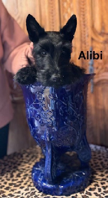 Les chiots de Scottish Terrier