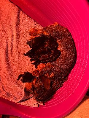 Les chiots de Teckel poil dur