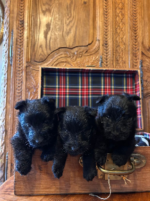 Les chiots de Scottish Terrier