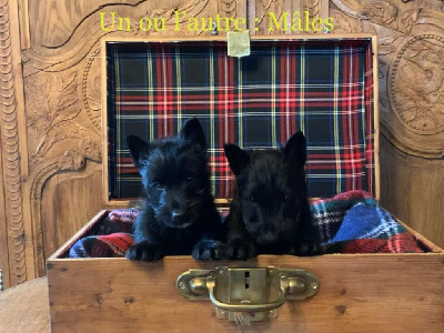 Les chiots de Scottish Terrier